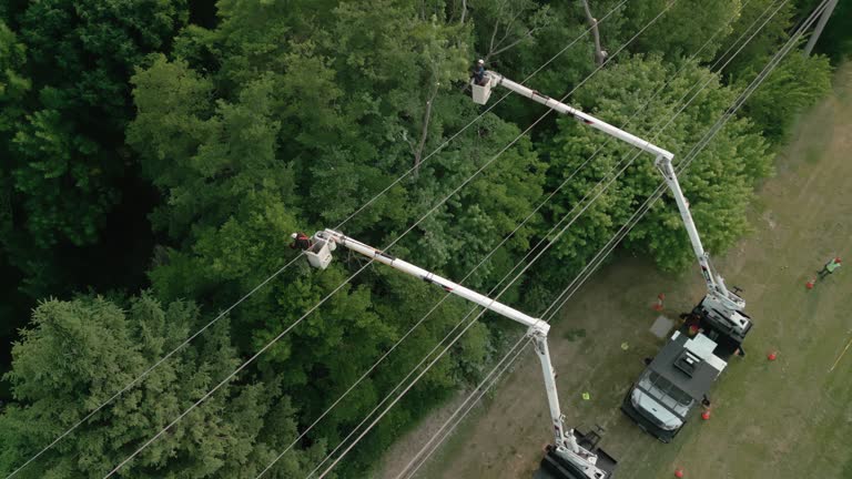 Best Commercial Tree Services  in Springville, IA